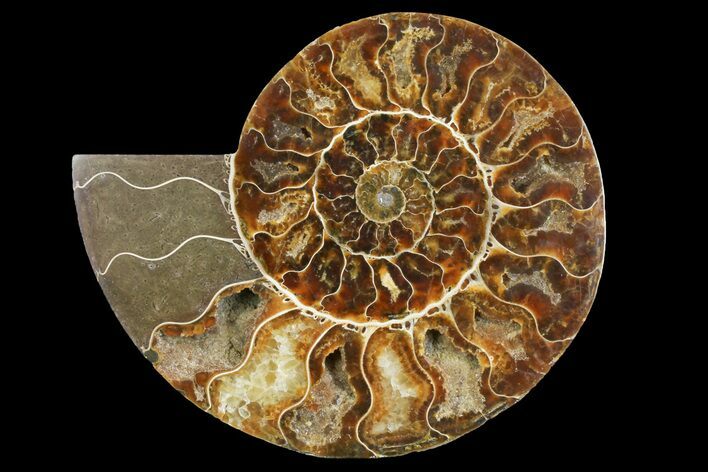 Cut & Polished Ammonite Fossil (Half) - Madagascar #158013